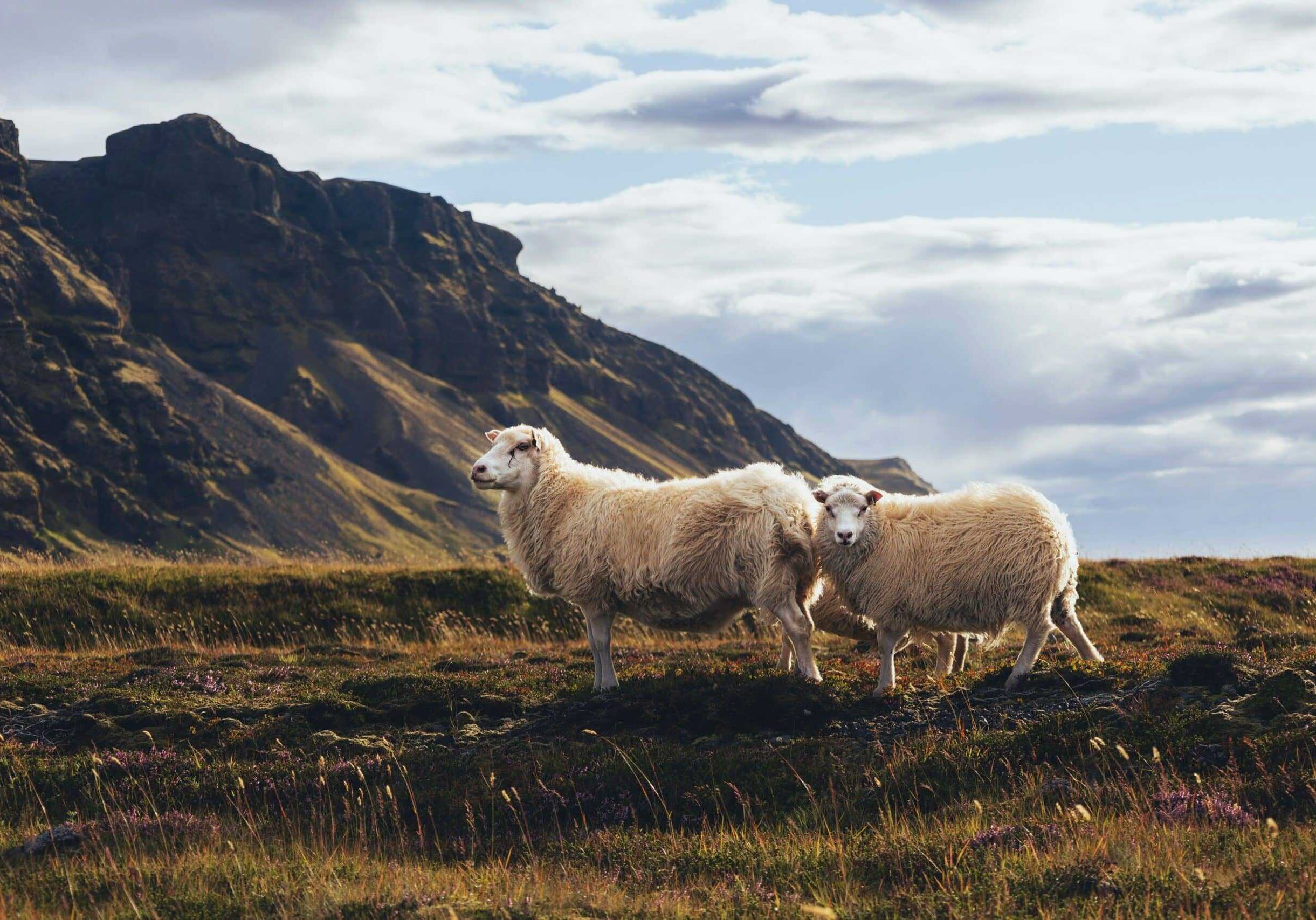 A herd of sheep standing on top of a grass covered field.